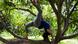 A woman performs a back bend in the branches of a tree A woman performs a back bend in the branches of a tree