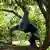A woman performs a back bend in the branches of a tree