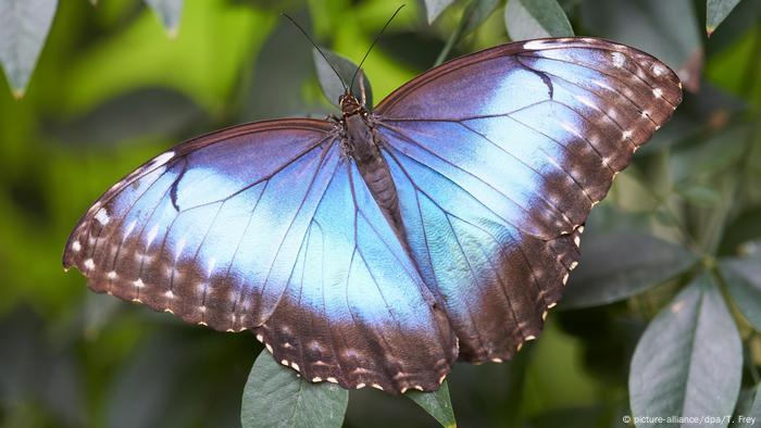 The morpho peleides butterfly (Morpho peleides) - one of the same delayed party