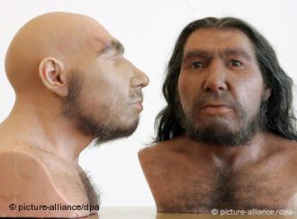 homo neanderthalensis y homo sapiens