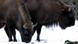 Bison in winter Bison in winter