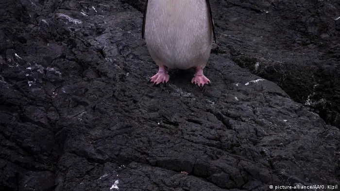Antarktis Adelie Pinguin