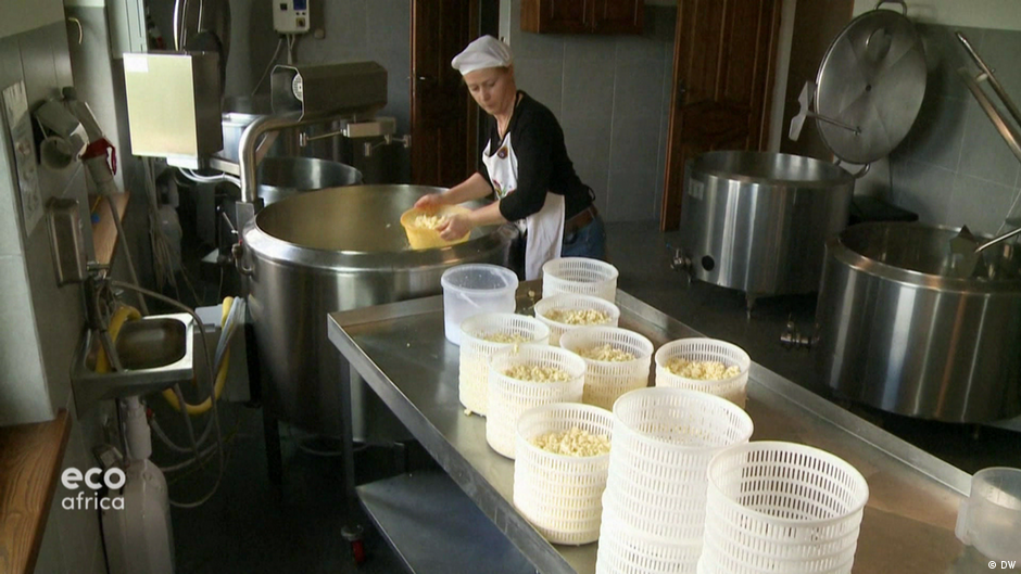 Artisanal cheese making in Poland DW 06/26/2020