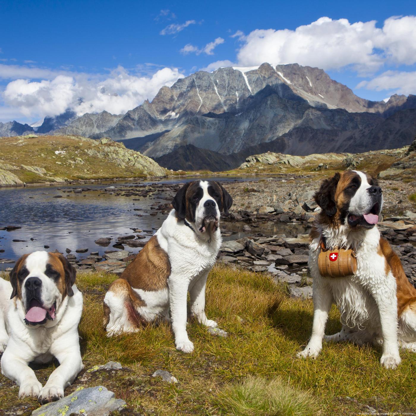 Wie der Bernhardiner Schweizer Nationalhund wurde - podcast episode cover