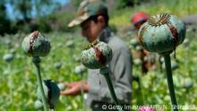 10.5.2020, Afghanistan, A farmer harvests opium sap from a poppy field in the Darra-i-Nur District of Nangarhar province on May 10, 2020. (Photo by NOORULLAH SHIRZADA / AFP) (Photo by NOORULLAH SHIRZADA/AFP via Getty Images)