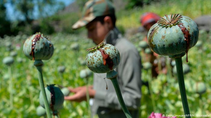 Mohnfeld zur Opium-Gewinnung in Afghanistan