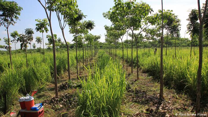 Plant for the Planet: ¿la reforestación que vino de Alemania tuvo éxito en  América Latina? | Ciencia y Ecología | DW | 27.06.2020
