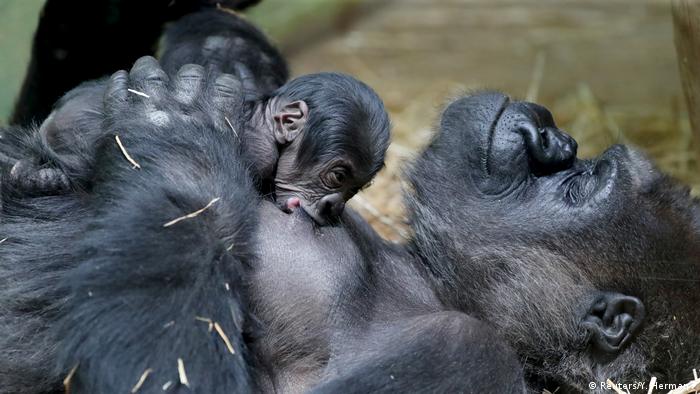 Wschodniemu niskonizinnemu gorylowi w Kongo grozi wyginięcie