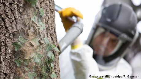 Сотрудник специализированной фирмы с помощью пылесоса очищает дерево от гусениц дубового шелкопряда в Оснабрюке (Нижняя Саксония)