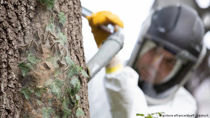 Сотрудник специализированной фирмы с помощью пылесоса очищает дерево от гусениц дубового шелкопряда в Оснабрюке (Нижняя Саксония)