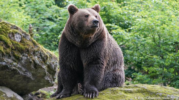 Само в Русия има повече кафяви мечки в Европа, отколкото в Румъния