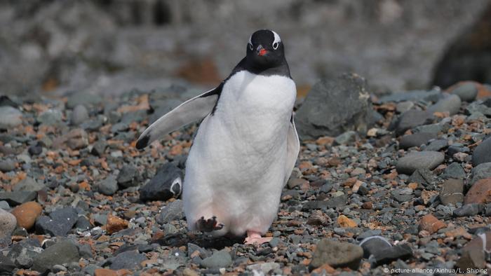 Antarctic penguin at China's Great Wall station