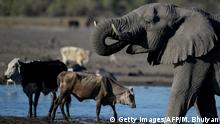 Okavango-Delta: Weltnaturerbe in Gefahr