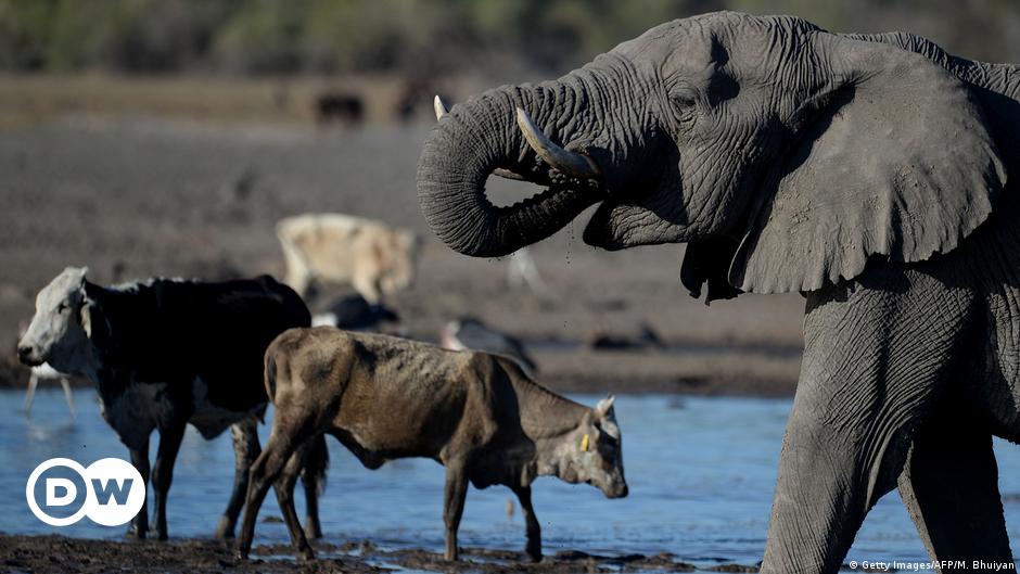 Okavango-Delta: Weltnaturerbe in Gefahr