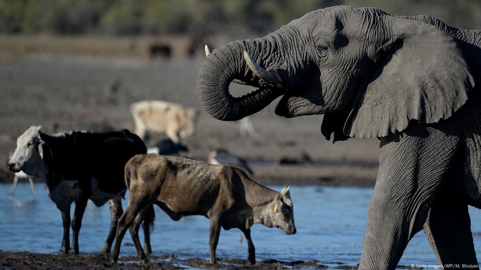 Okavango-Delta: Weltnaturerbe in Gefahr