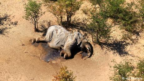 Над 350 ​​​​​​​умрели животни от месец май насам в южноафриканската