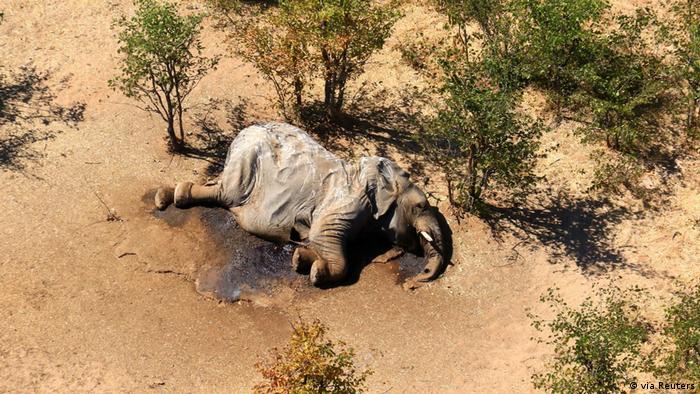 Над 350 ​​​​​​​умрели животни от месец май насам: в южноафриканската