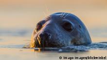 Germany's seal population on the rise after coronavirus restrictions clear beaches