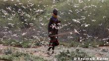 02.07.2020
A member of the Turkana tribe walks through a swarm of desert locusts at the village of Lorengippi near the town of Lodwar, Turkana county, Kenya, July 2, 2020. REUTERS/Baz Ratner