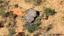 A dead elephant is seen in this undated handout image in Okavango Delta, Botswana May-June, 2020. PHOTOGRAPHS OBTAINED BY REUTERS/Handout via REUTERS ATTENTION EDITORS - THIS IMAGE HAS BEEN SUPPLIED BY A THIRD PARTY.