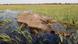 Afrika Botswana Elefantensterben Elenfant Okavango Delta Afrika Botswana Elefantensterben Elenfant Okavango Delta