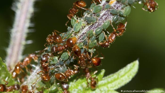Ameisen melken Blattlaeuse