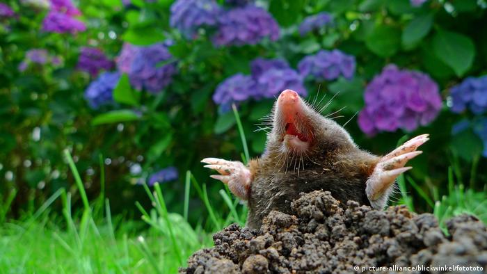 A European mole coming up out of the earth, with purple flowers in the background