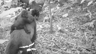 White Wolf : Young Gorillas Observed Destroying Poachers' Traps