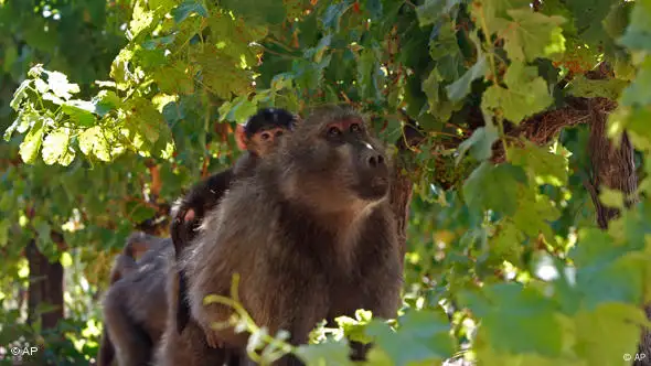 Paviane auf der Suche nach Trauben im Weinberg von Constantia (Foto: AP)