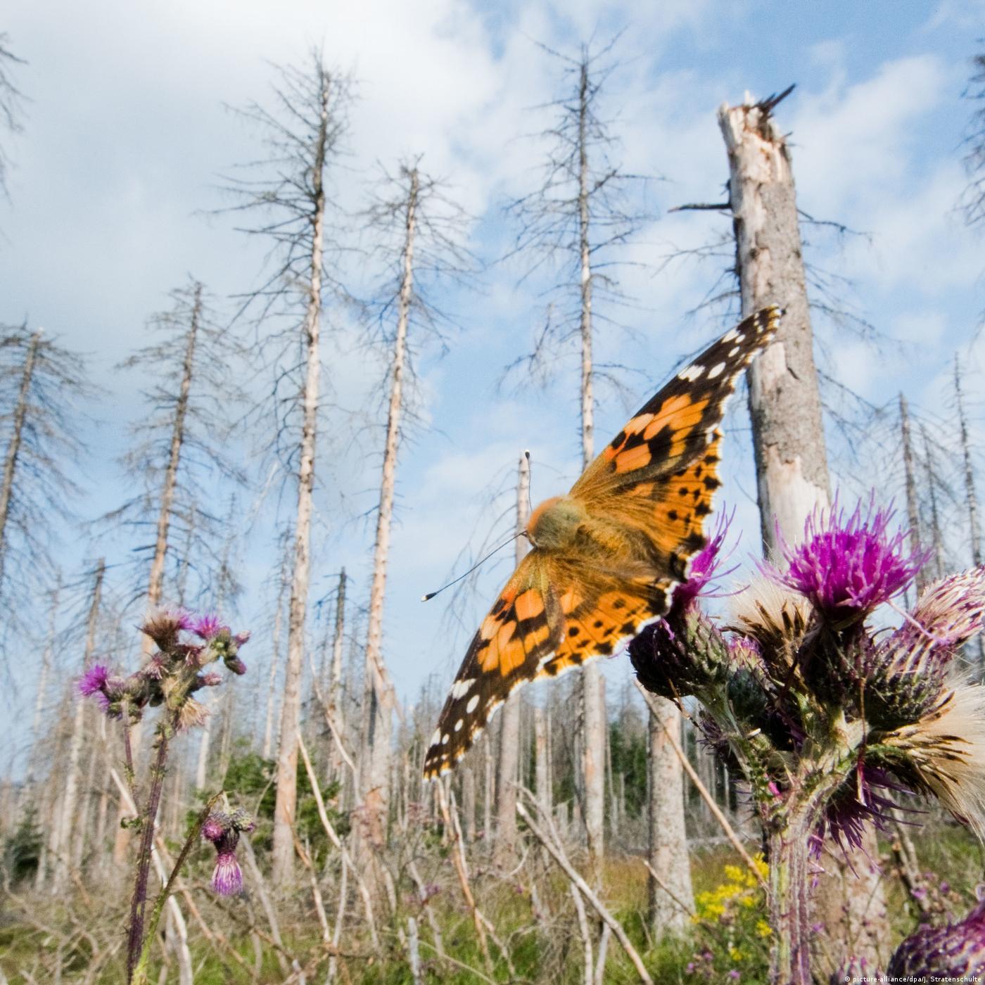 Living Planet: Biodiversity vs. extinction