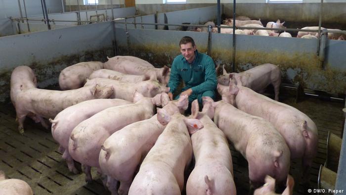 Pig farmer surrounded by pigs in an enclosure in western Germany