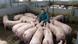 Rheda-Wiedenbrück: Florian Hollmann and the pigs he hopes to send to slaughter Rheda-Wiedenbrück: Florian Hollmann and the pigs he hopes to send to slaughter