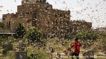 Επιδρομή ακρίδων στην Υεμένη