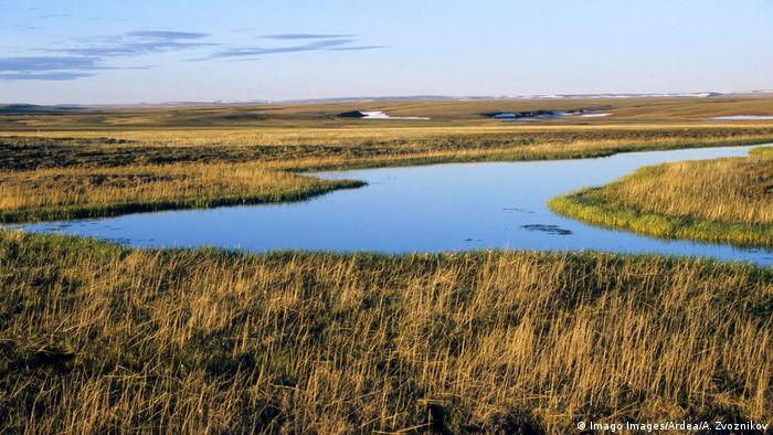 Сибирската тундра може да изчезне почти изцяло, предупреждават експерти. А