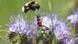 Шмель и пчеложук обыкновенный (он же - пестряк пчелиный) на цветущей фацелии в Гессене Шмель и пчеложук обыкновенный (он же - пестряк пчелиный) на цветущей фацелии в Гессене