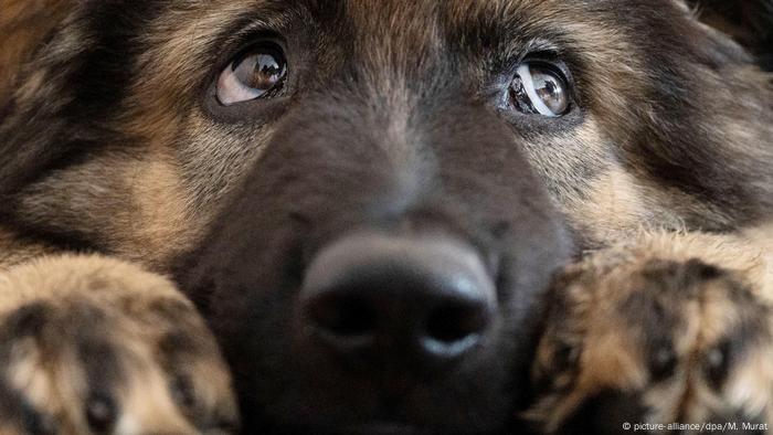 A German Shepherd puppy 