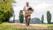 05.09.2019, Sachsen, Ebenheit: Gerhard Fischer hält einen Eimer mit Saatgut in der Hand und verstreut auf dem 600 Meter langen Blühstreifen am Rand eines Feldes Blumensamen. Mit der sachsenweiten Aktion wurde im sächsischen Ebenheit bei Königstein gestartet. Ziel ist es die Vielfalt von Blumen und Tieren auf Grünstreifen zu erhalten. Foto: Daniel Schäfer/dpa-Zentralbild/ZB | Verwendung weltweit