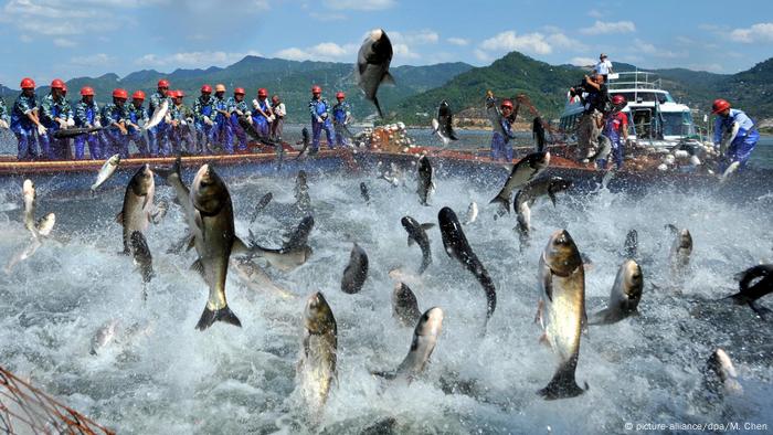 Symbolbild Zappelig Fische Wort der Woche