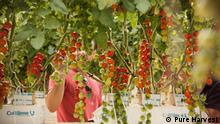 Vertical farm in UAE Schlagwörter: Global Ideas, Farming
Credit: Pure Harvest
Bilder aus der DW-Sendung Global Ideas
