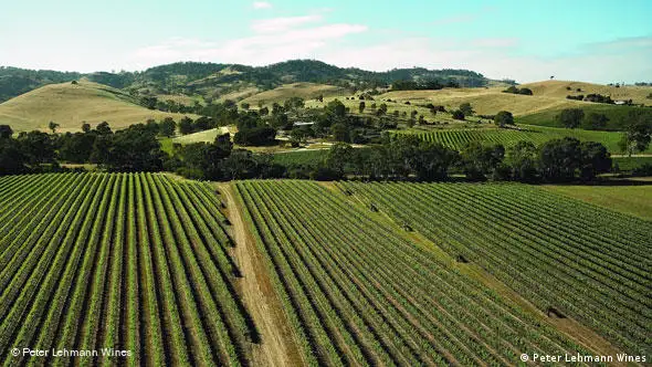 澳大利亚有大量葡萄园，是全球主要的葡萄酒生产国和出口国