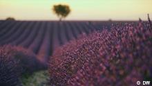 Auf Fotosafari durch blühende Lavendelfelder
