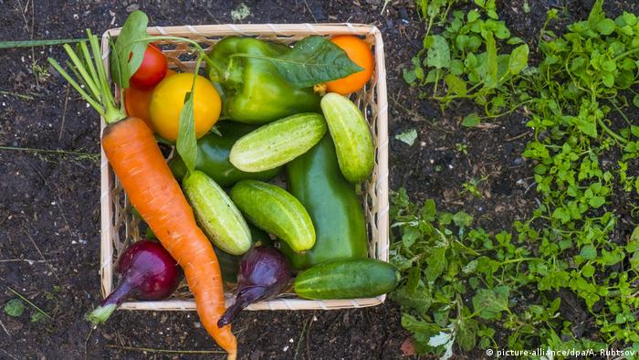 Ilustrasi sayuran makanan sehat