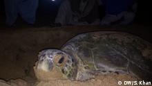 Juli 2020, Küstengürtels von Belutschistan, Iran, Bedrohungen für das Meeresleben entlang des Küstengürtels von Belutschistan // In der späten Nacht taucht Schildkrötenweibchen ein Loch für die Eiablage auf. // Redakteur: Imtiaz Ahmad