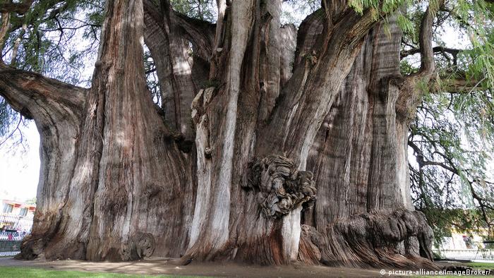 El tronco del Árbol del Tule en México