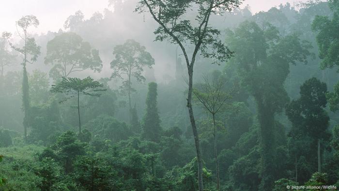 Los árboles, imprescindibles y hasta sagrados en las culturas del mundo |  Ecología | DW | 25.04.2022