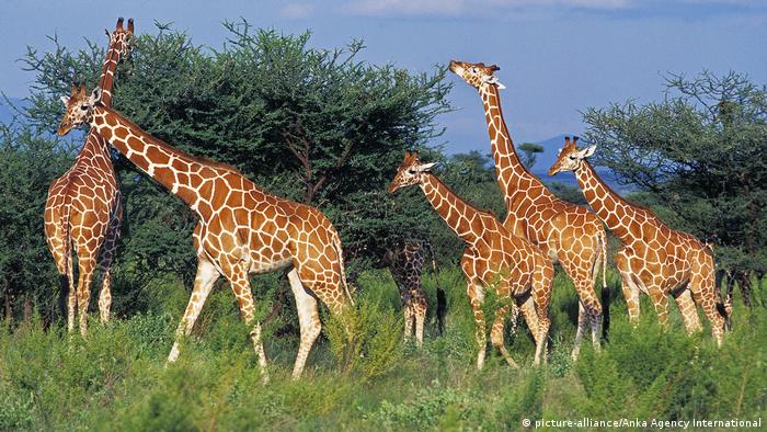 Giraffes feed on acacia trees