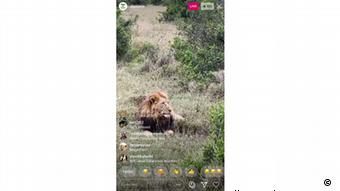 in Löwe ist im Live-Stream einer Safari im Wildreservat Ol Pejeta zu sehen