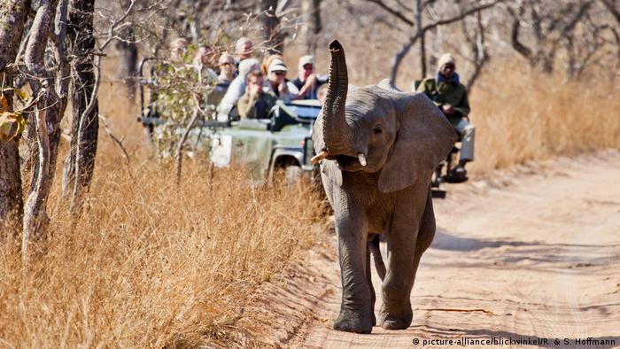 African elephant in Kruger National Park in South Africa