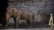 Pakistan Islamabad Zoo 2016 | Elefant Kaavan Pakistan Islamabad Zoo 2016 | Elefant Kaavan