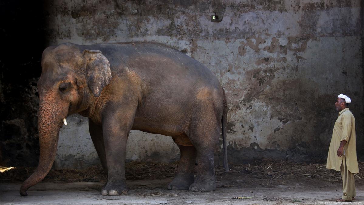 Abused elephant to leave Islamabad for Cambodia – DW – 07/18/2020